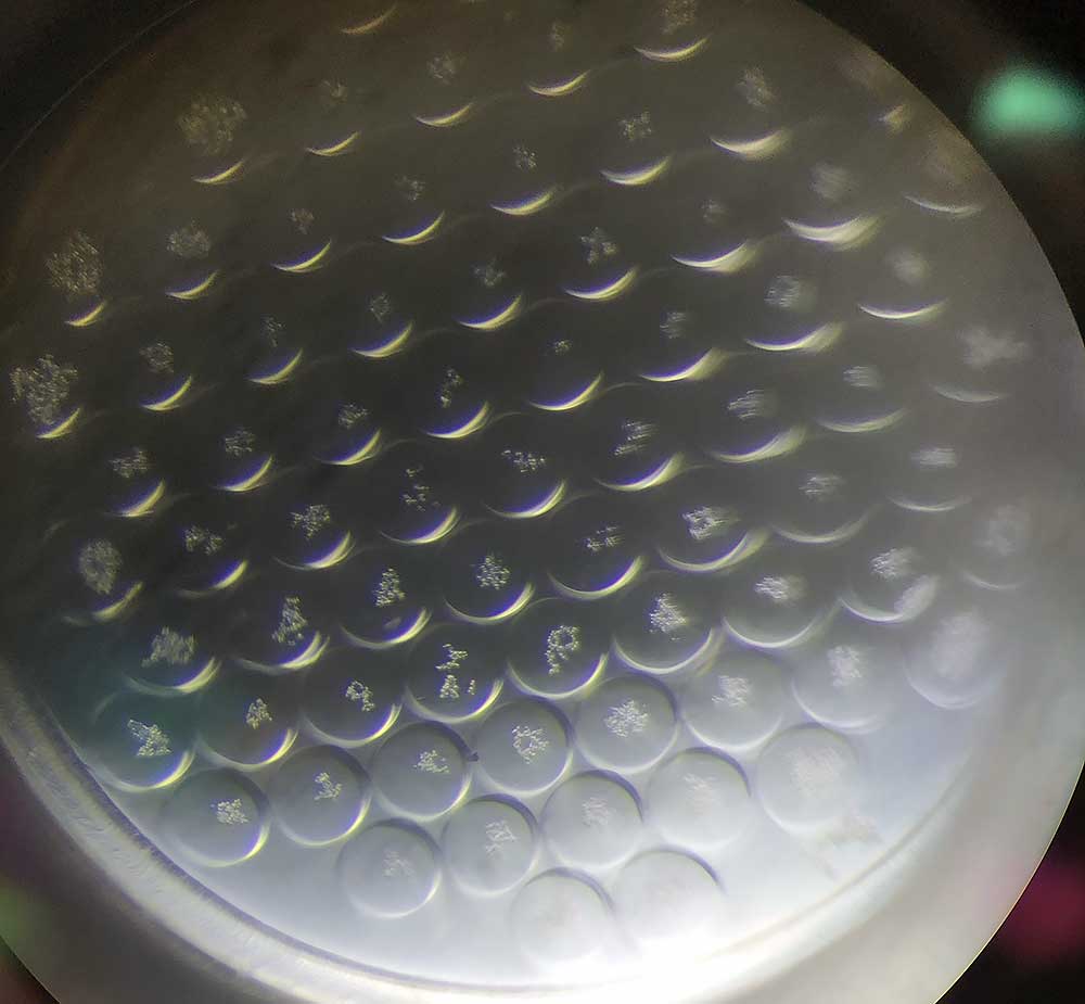 Liver spheroids in a multi-well plate