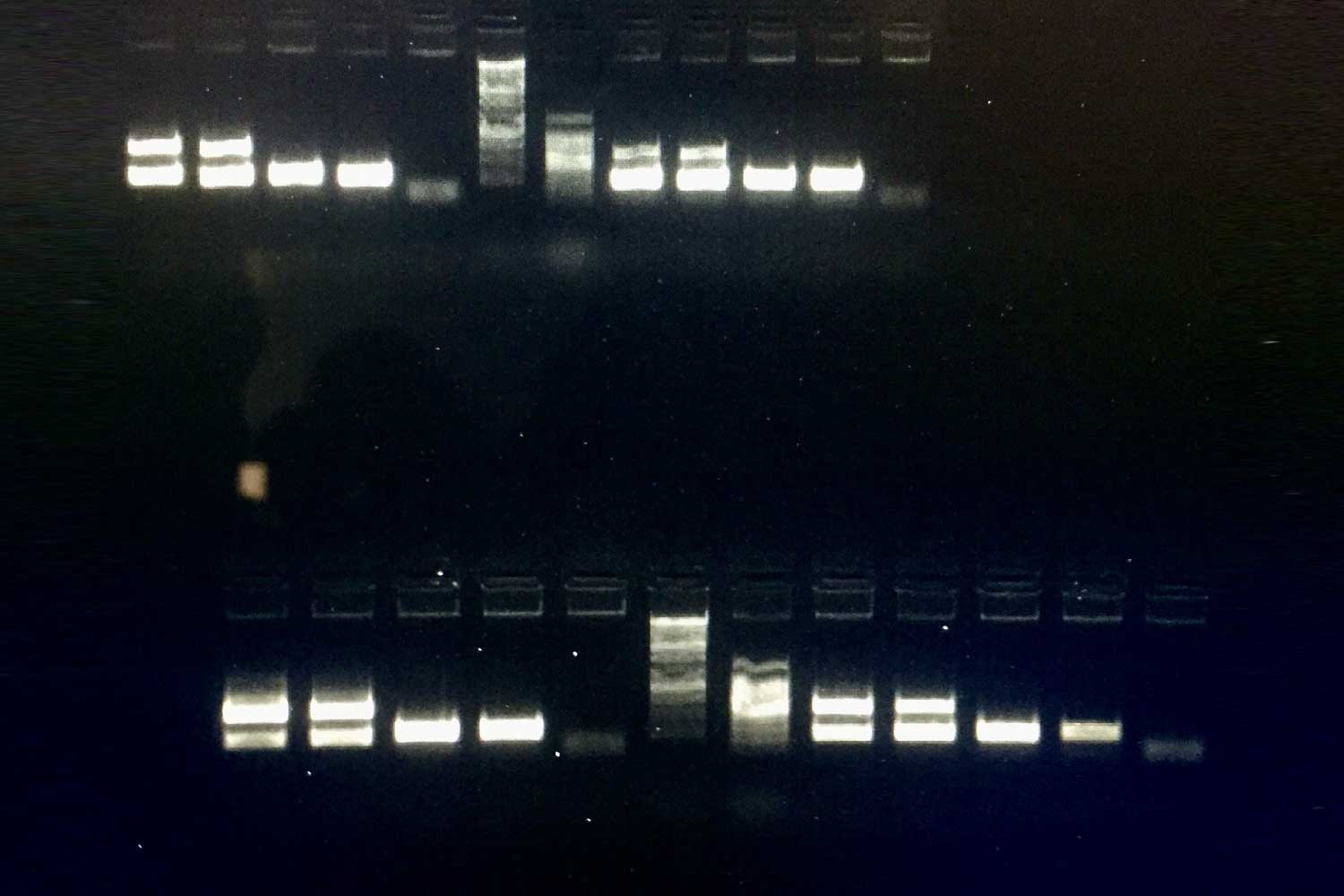 Colony PCR gel electrophoresis results